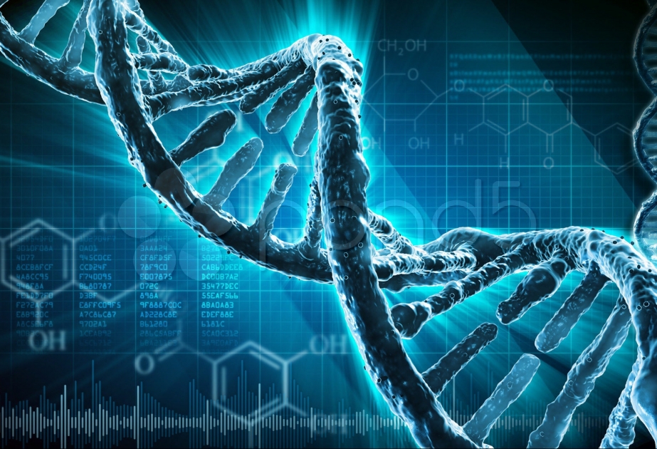 Ученые добавили в генетический код организмов участки синтетической ДНК