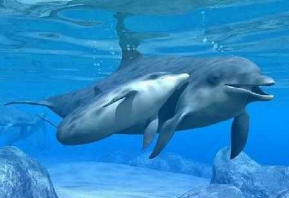 Eine Forschergruppe hat in Panama das Fossil einer Art Übergangsform zwischen Süß- und Salzwasserdelfin gefunden