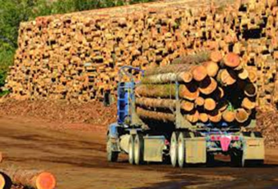 Рост экспорта основных видов лесной продукции из стран СНГ обусловлен падением курса российского рубля