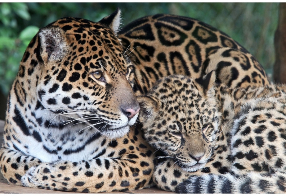 Sehr wenige Leoparden leben noch in der indischen Wildnis