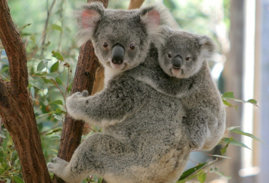 Australische Behörden töten Koalas