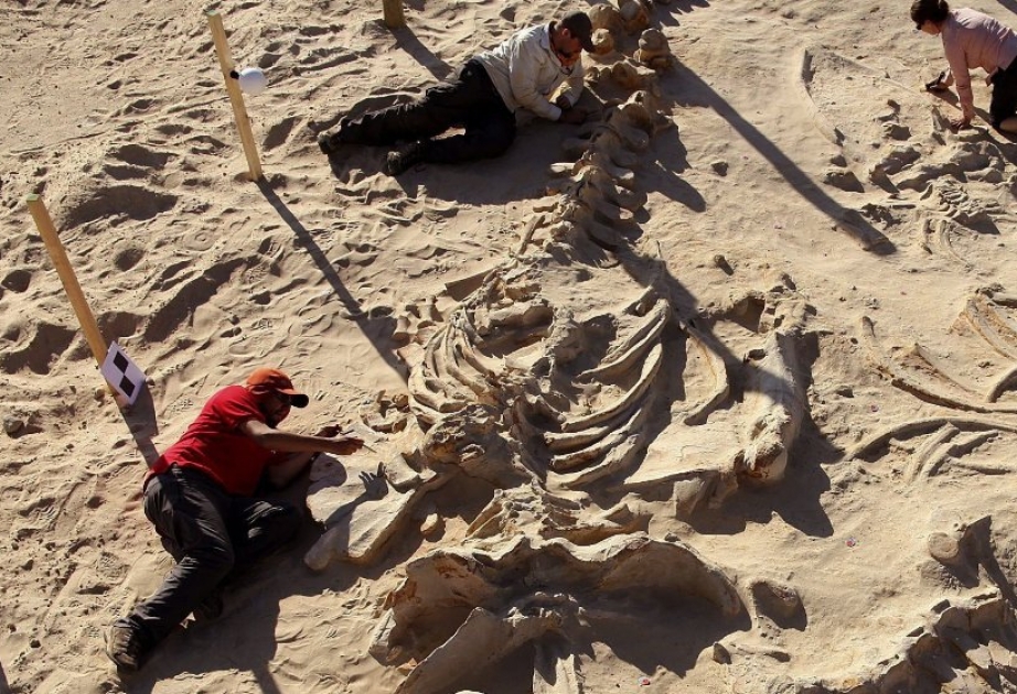 Können Wissenschaftler wirklich sicher sein, dass Versteinerungen Millionen Jahre alt sind?