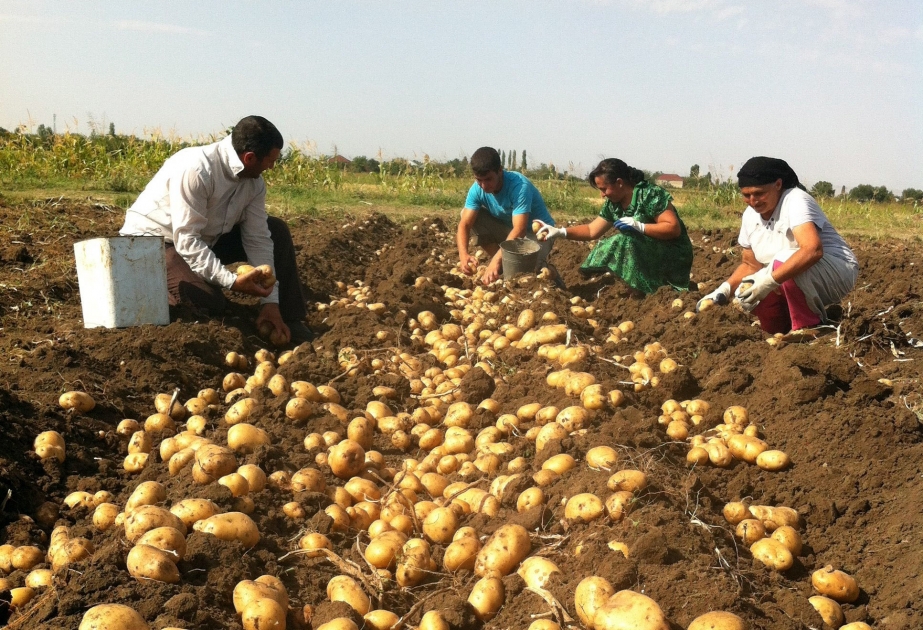 164 الفا و859 طنا من البطاطس حصاد المزارع في طاووس 
