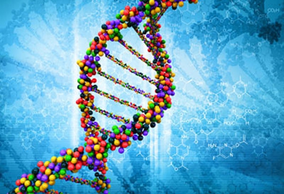 Nobelpreisträger untersuchten, wie Zellen beschädigte DNA reparieren