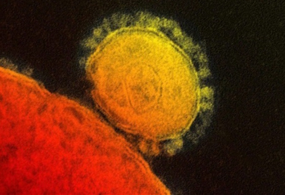 Ученые обнаружили уязвимое место у вируса MERS