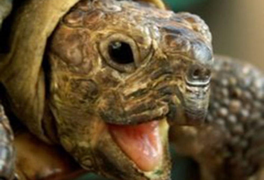 Обнаружен новый вид гигантских черепах