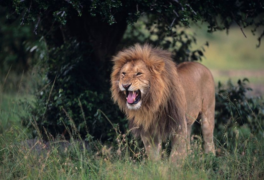 Löwen sind in Afrika dramatisch weniger geworden