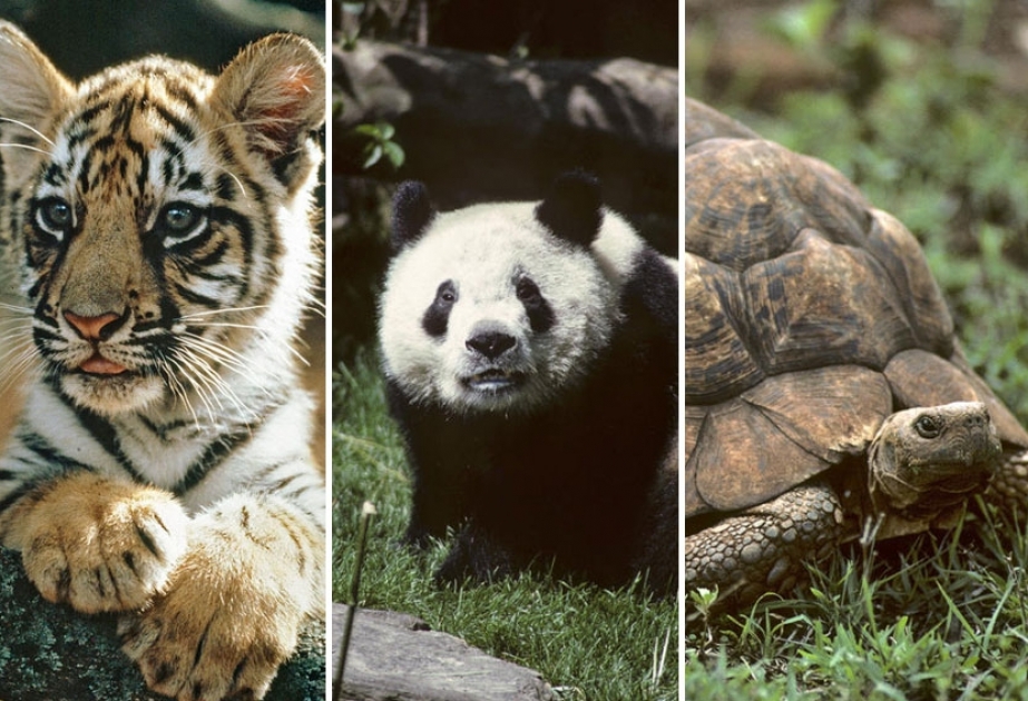 Незаконная торговля дикими животными и лесными ресурсами очень часто связана с коррупцией