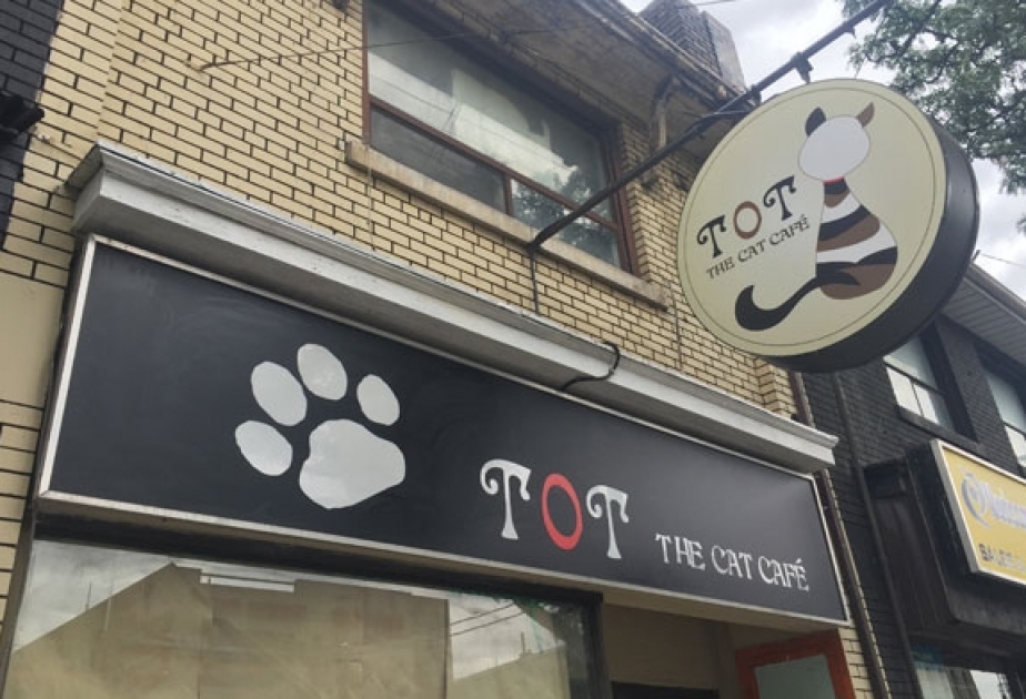 Toronto's first ever cat cafe opens