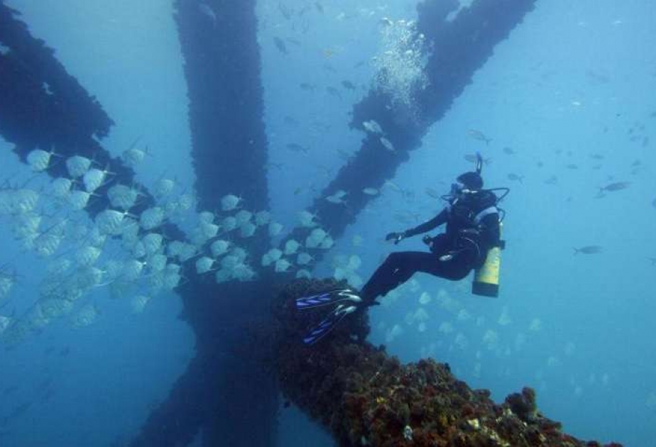 Scientists discover how ocean fish magically disappear