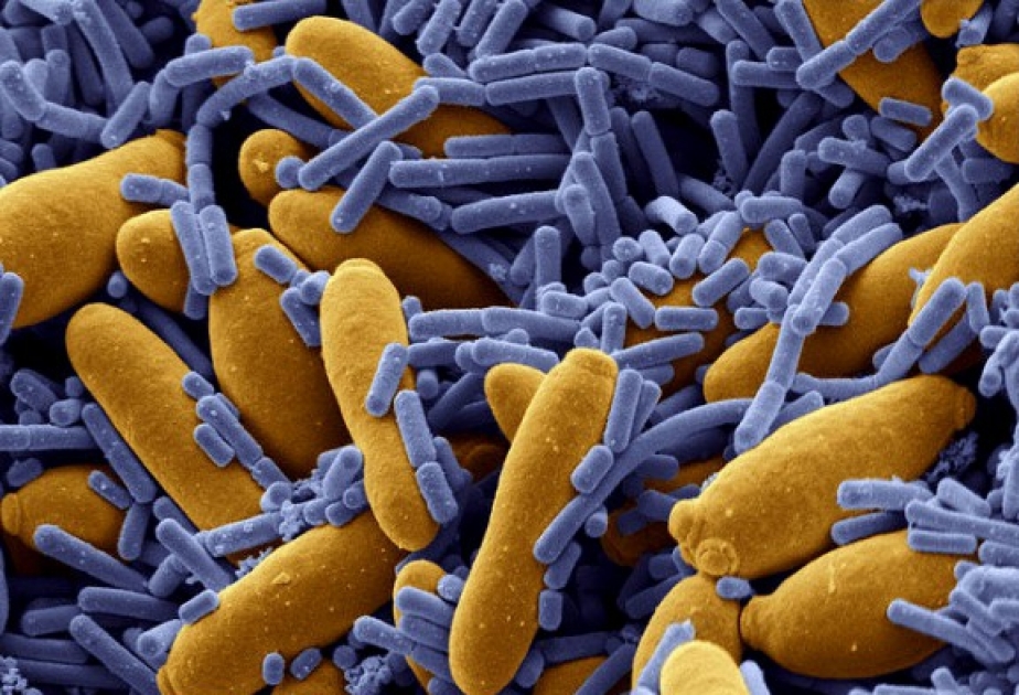 Бактерии мутировали и не боятся антибиотиков