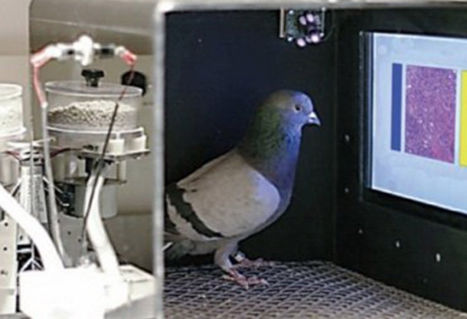 Pigeons spot cancer as well as human experts