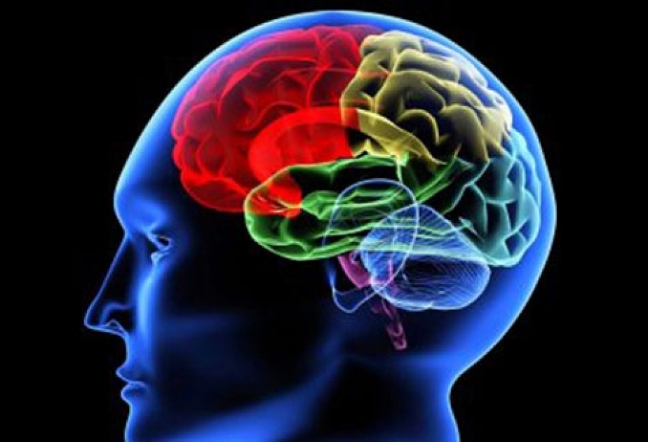 Какие связи в мозге отвечают за внимание?