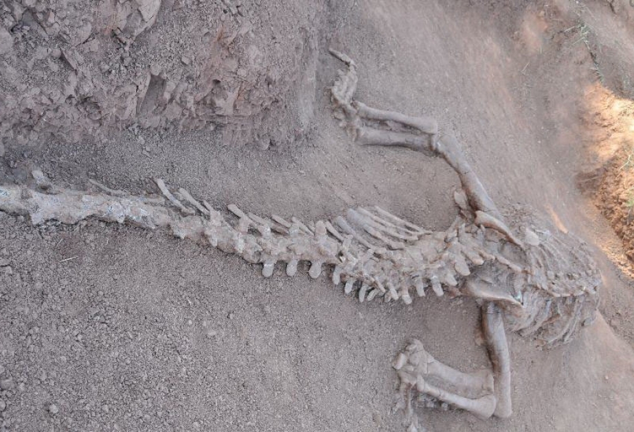 В Юго-Западном Китае обнаружены окаменелости двух динозавров, живших 180 миллионов лет назад