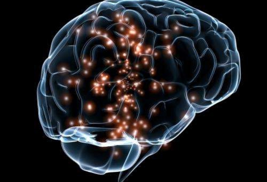 Ученые нашли в мозгу «ген интеллекта»