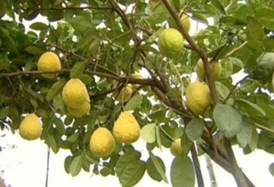 Astara sakini yeni limon növü yetişdirib