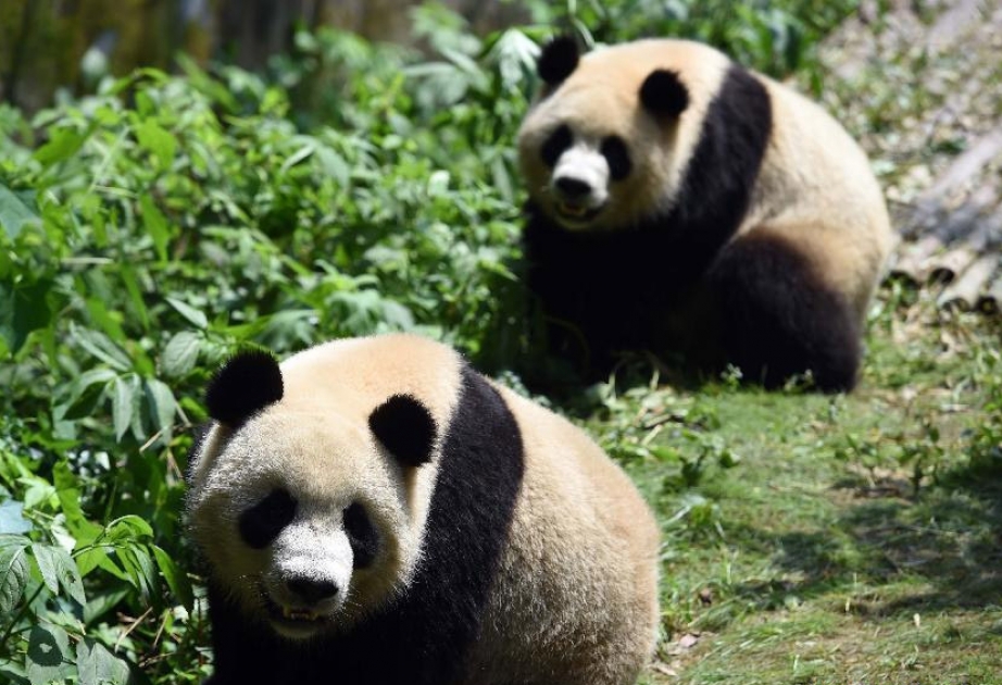 Число больших панд, содержащихся в неволе в Китае, достигло 422 особей