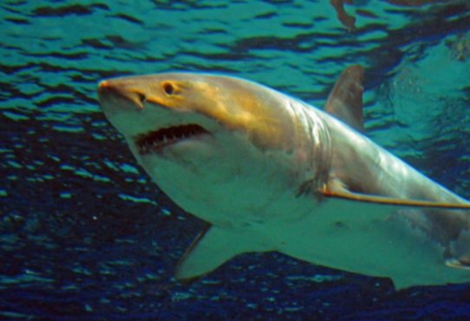 Great white shark dies after 3 days in Okinawan aquarium