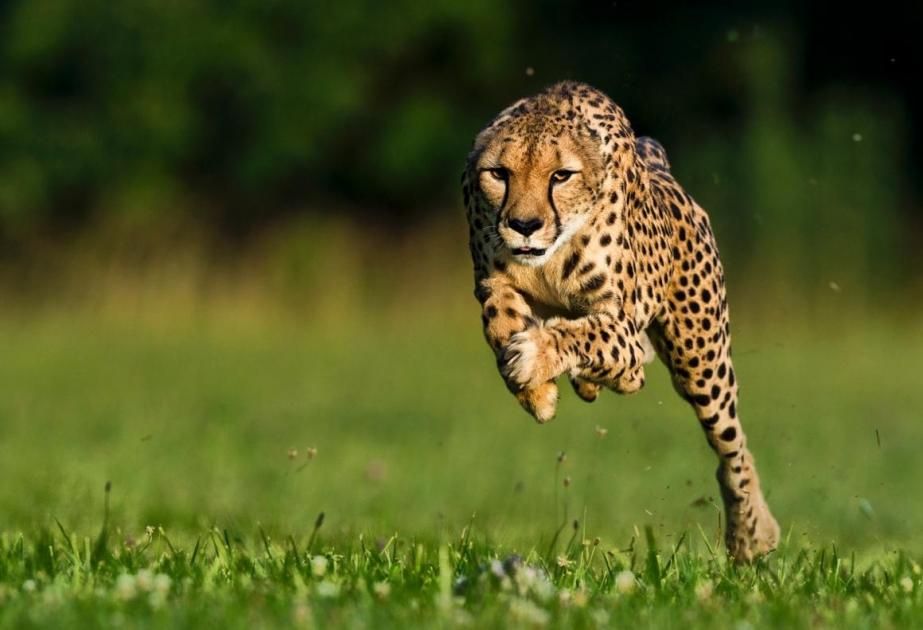 World's fastest cheetah dies