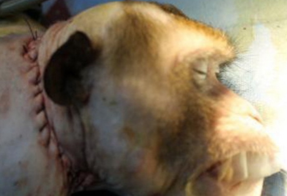 В китайской клинике успешно пересадили голову обезьяне
