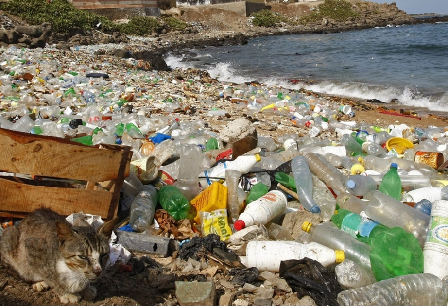 Umweltverschmutzung: In 35 Jahren mehr Plastik als Fische im Meer