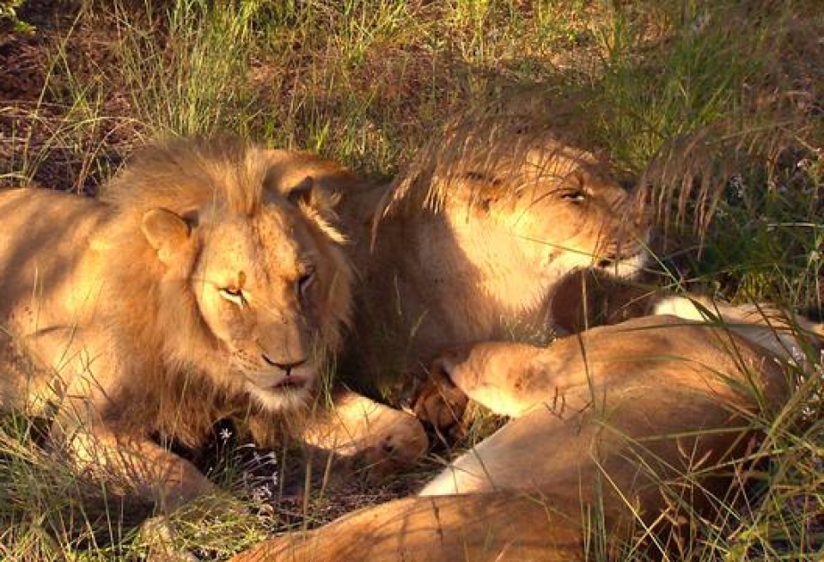 Unbekannte Löwen-Population entdeckt
