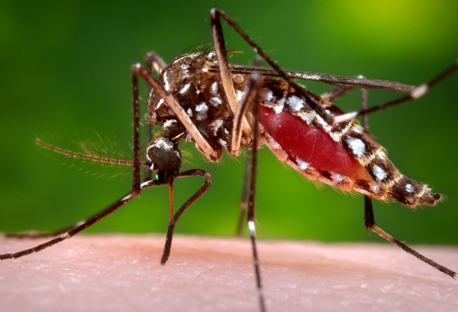 WHO urges European countries to prevent Zika virus disease spread