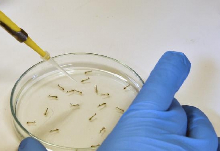 Indian company claims breakthrough in developing vaccine to fight Zika