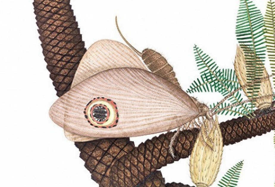 Prehistoric butterfly' fossils found in China