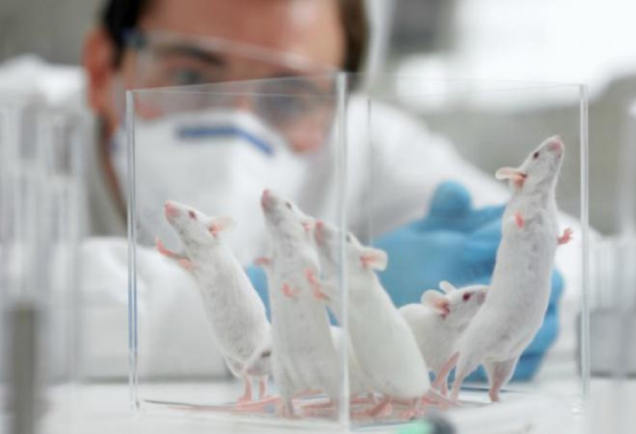 Ученые нашли способ продлить мышам жизнь
