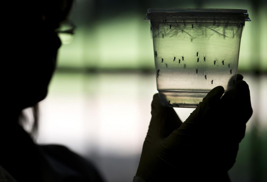 Zika: Mosquitoes which carry virus may be sterilised with radiation