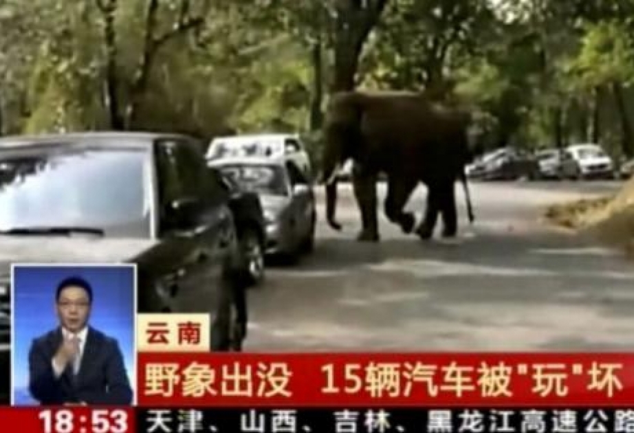 Elefanten-Bulle schrottet 15 Autos