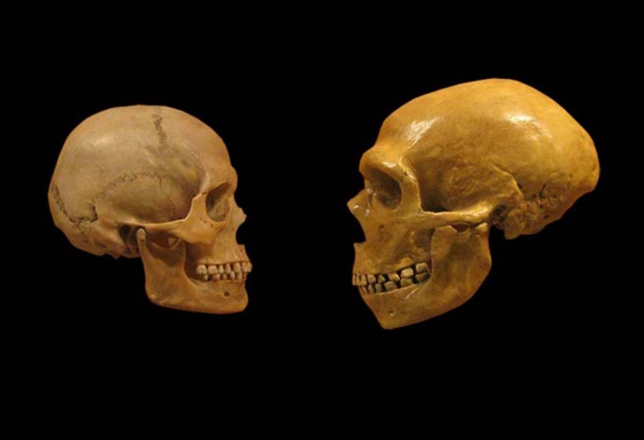 Anthropologie: Neandertaler hatten auch Gene von uns