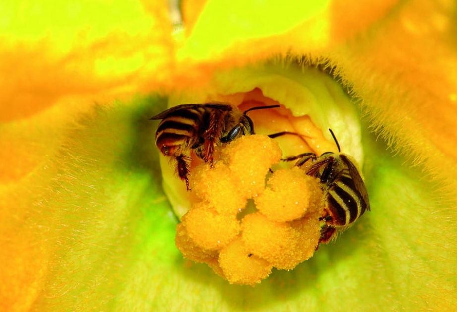 Пчелы – надежные помощники в сельском хозяйстве