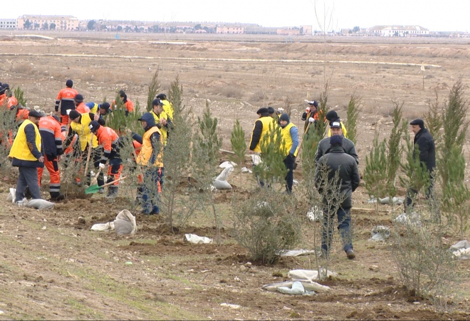 “Azəryolservis” tərəfindən Bakı-Quba avtomobil yolunda 14 500 ədəd ağac əkilib