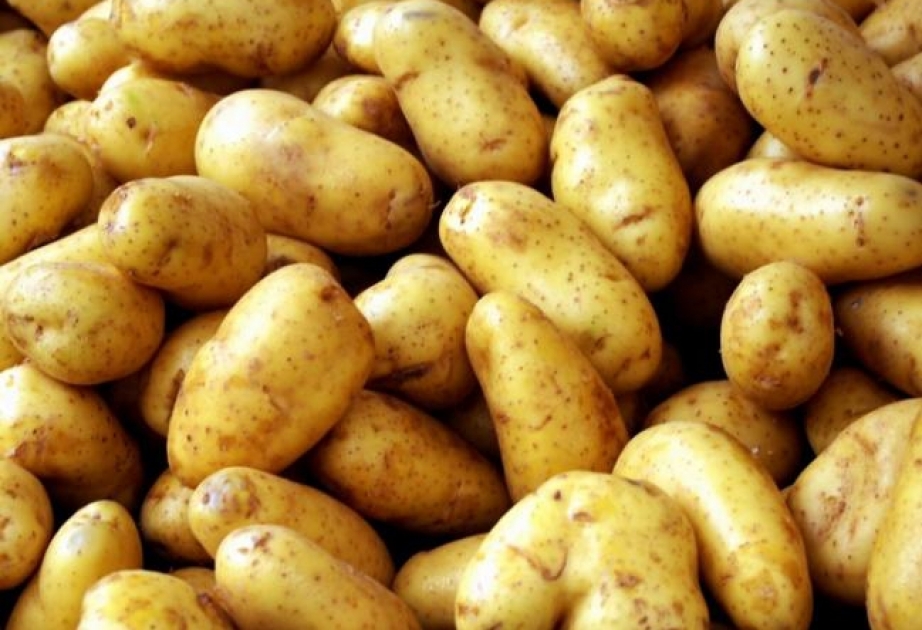 Эксперты: картофель – достойный источник калия и клетчатки для ребенка