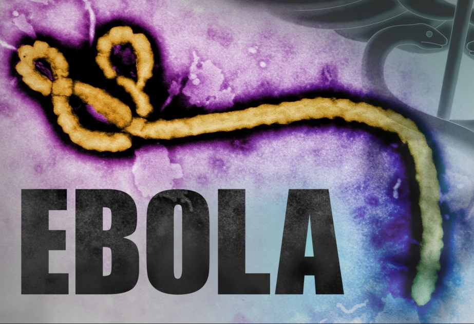 Wer Ebola überlebt, ist dank Antikörpern immun