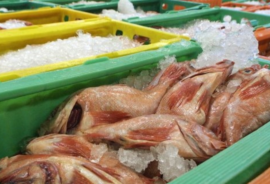 Fukushimas Fische seien kaum noch kontaminiert
