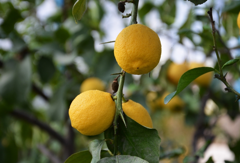 Pearl of Azerbaijan – Ordubad