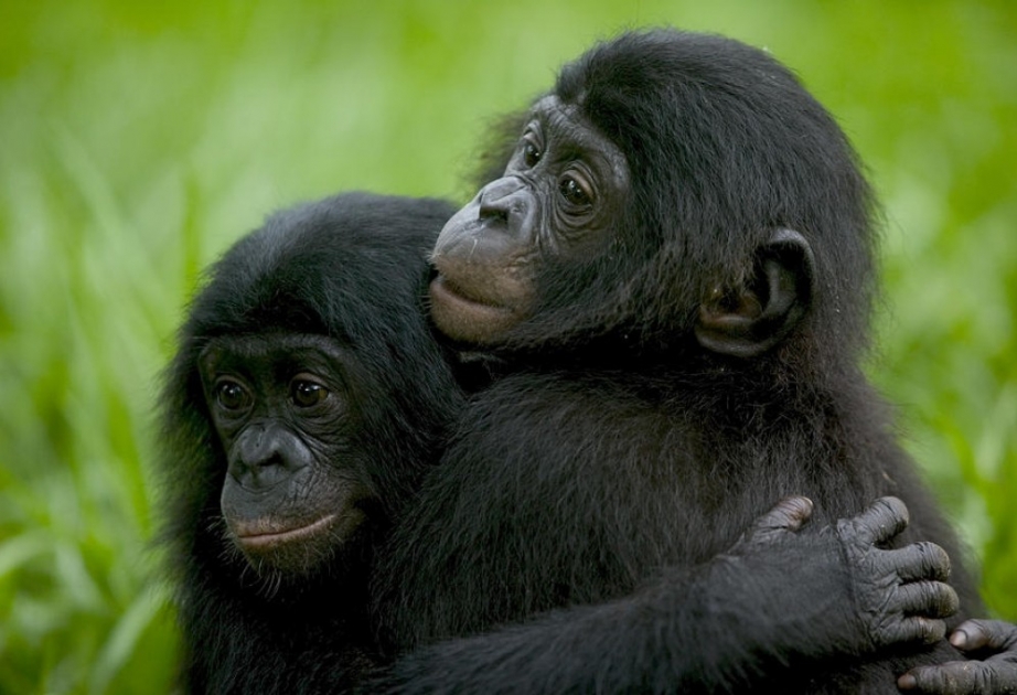 «Голубые каски» спасли потерявшегося шимпанзе