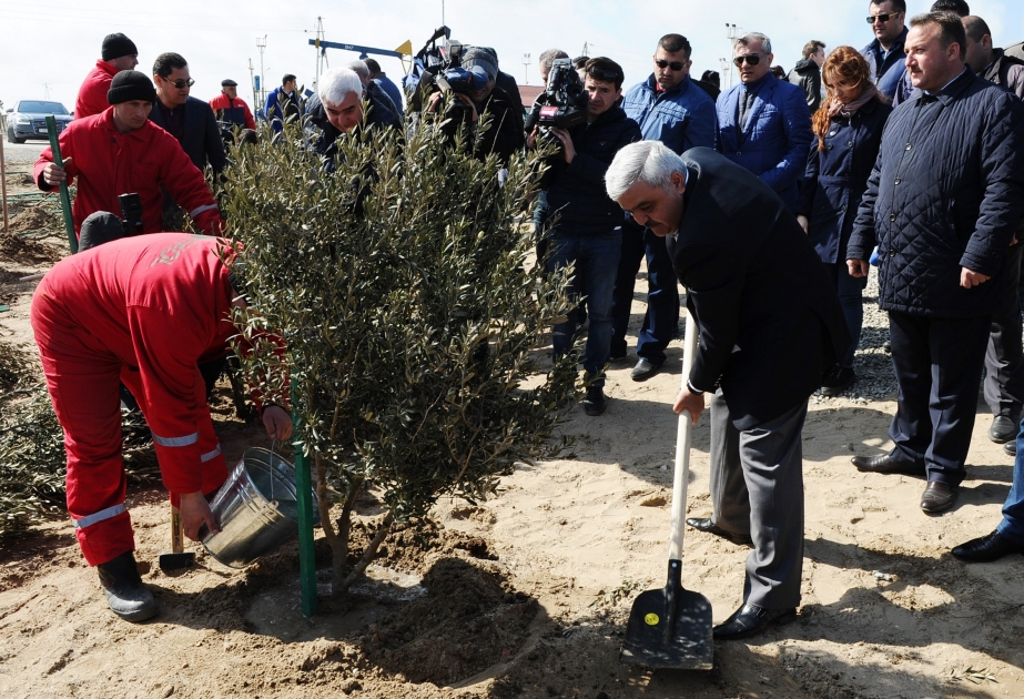 SOCAR növbəti genişmiqyaslı ağacəkmə kampaniyasına start verib