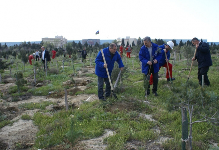 SOCAR-ın idarə və müəssisələrində yaz iməcilikləri davam edir