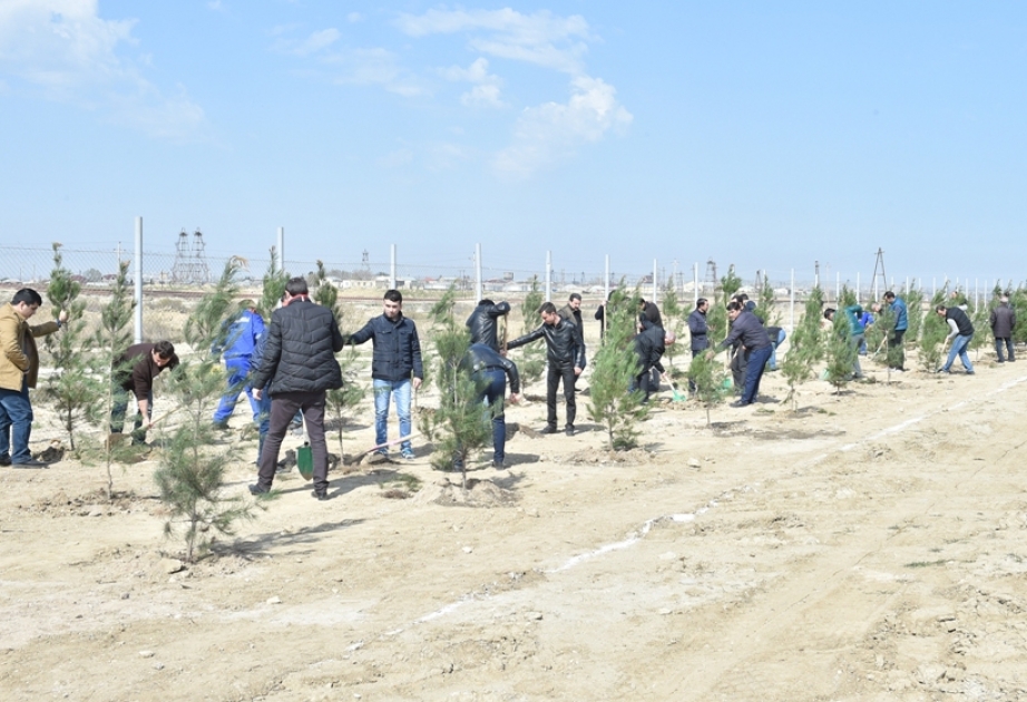“Azərsu” tərəfindən fevral ayından başlayaraq 20 minədək dekorativ bitki əkilib