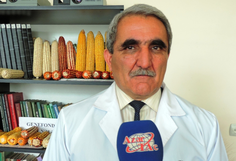 Aqrar Universitetin alimləri fermerlərə yeni qarğıdalı sortları təklif edirlər VİDEO