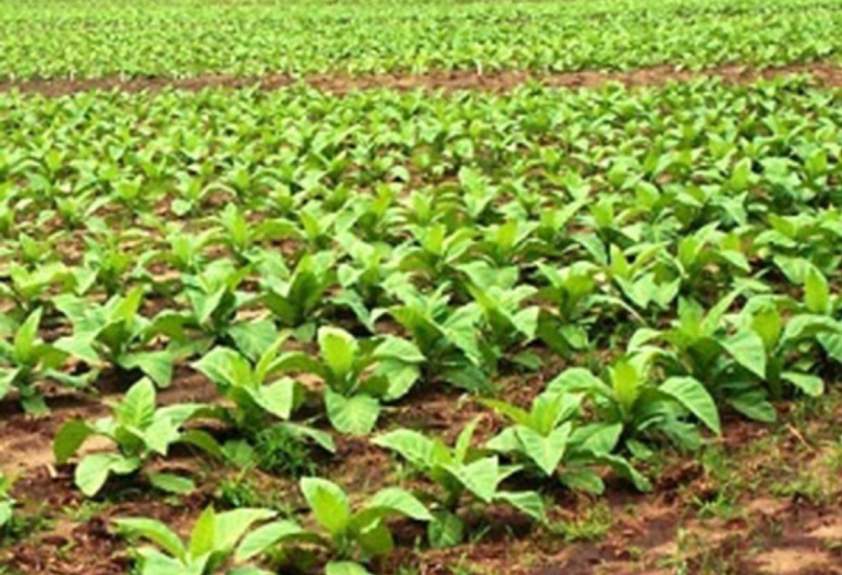 Bu mövsüm Zaqatalada 600 hektar sahədə tütün əkilməsi planlaşdırılır