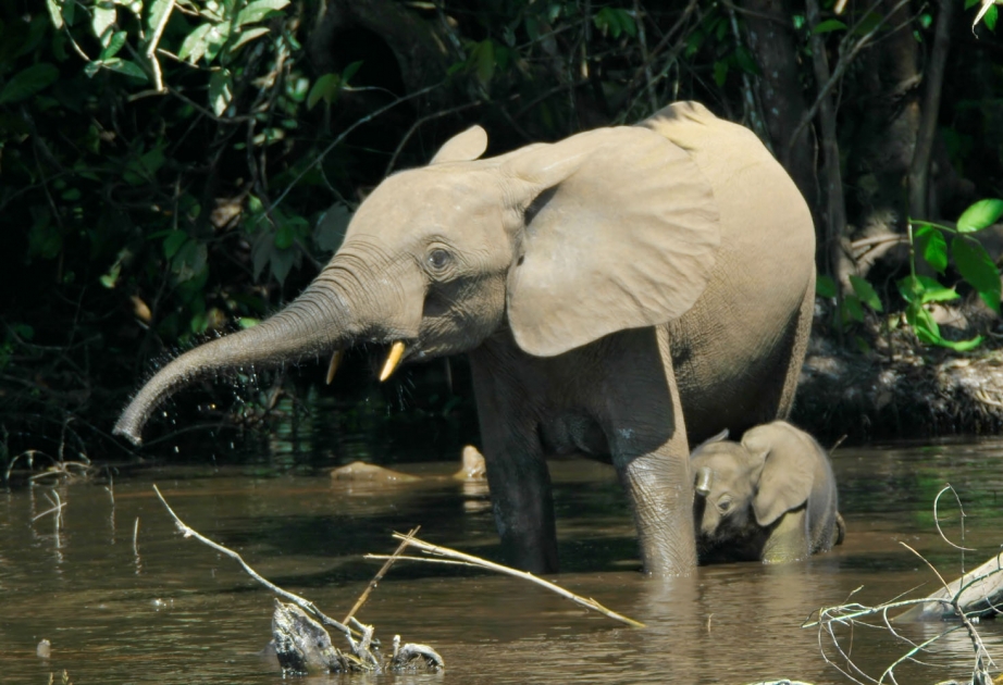 Südafrika: Nationalpark im Kongo