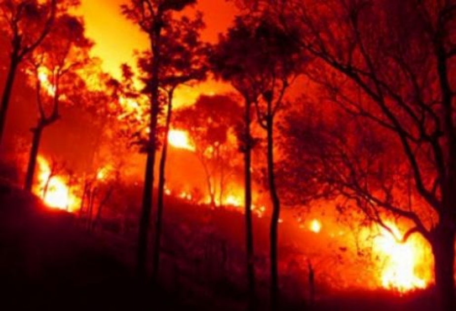 17 Tote bei Waldbränden in Indien und Nepal
