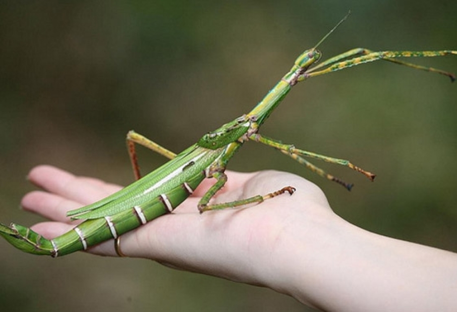 Ученые обнаружили самое длинное насекомое в мире