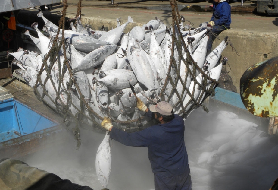 Пятого июня вступит в силу новаторское международное соглашение по борьбе с незаконным рыбным промыслом