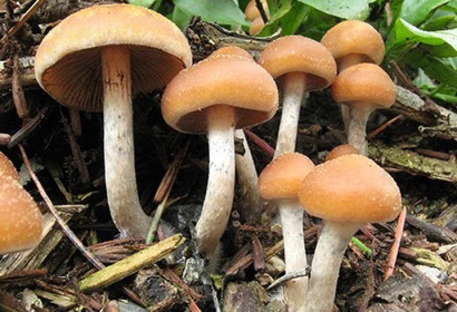 Псилоцибиновые грибы победили депрессию